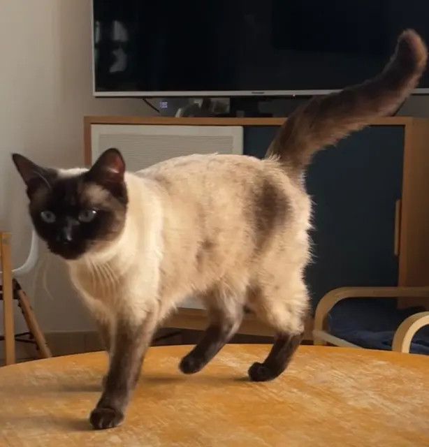 cat lost   44470 Carquefou Yummy