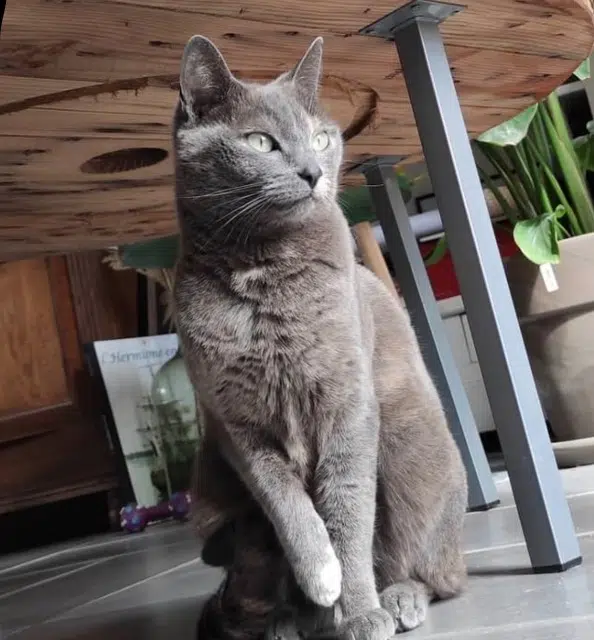 chatte lost   44460 Saint-Nicolas-de-Redon Zelda