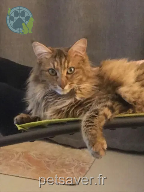 cat lost 44360 Saint-Étienne-de-Montluc Zelda cat lost 44360 Saint-Étienne-de-Montluc Zelda
