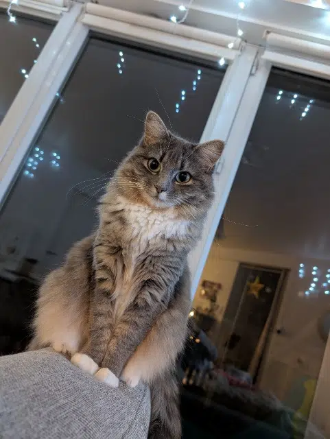 chatte lost   44840 Les Sorinières Zelda