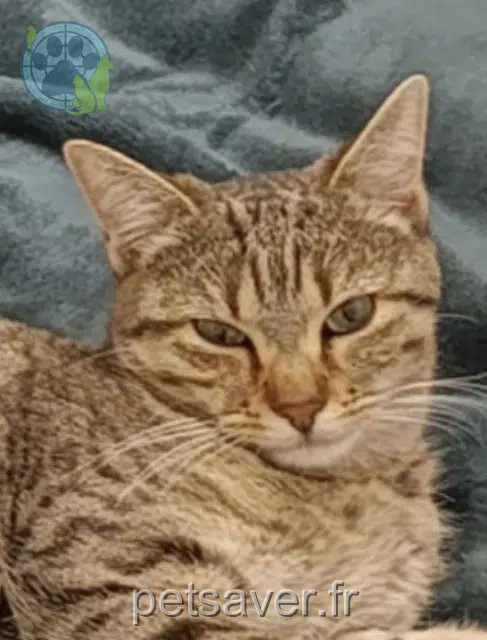 gatta persa 44190 Gétigné Zia gatta lost 44190 Gétigné Zia