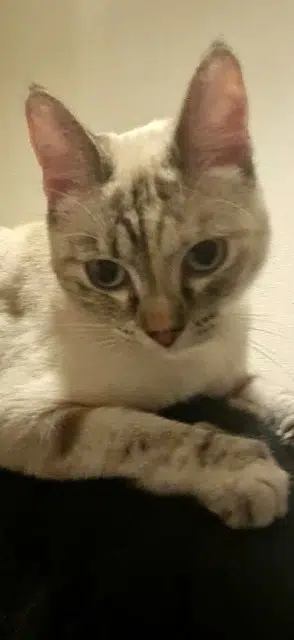 chatte lost   44240 La Chapelle-sur-Erdre Zina