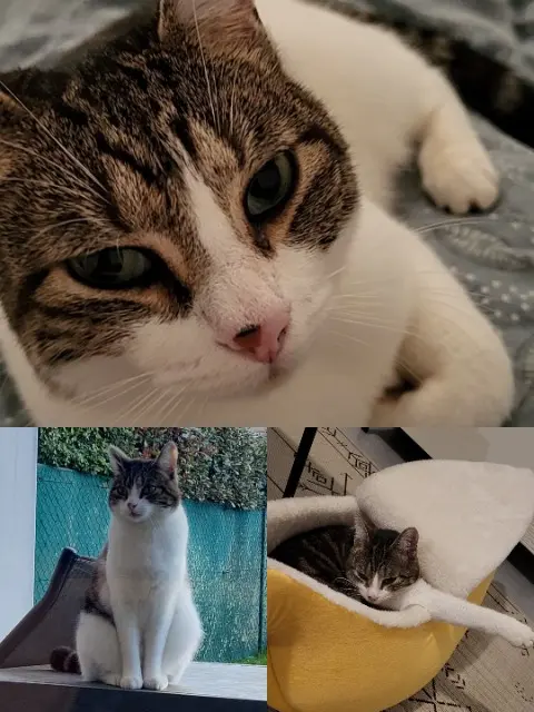 chatte lost   44980 Sainte-Luce-sur-Loire Zoïla