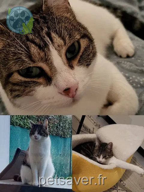 cat lost 44980 Sainte-Luce-sur-Loire Zoïla cat lost 44980 Sainte-Luce-sur-Loire Zoïla