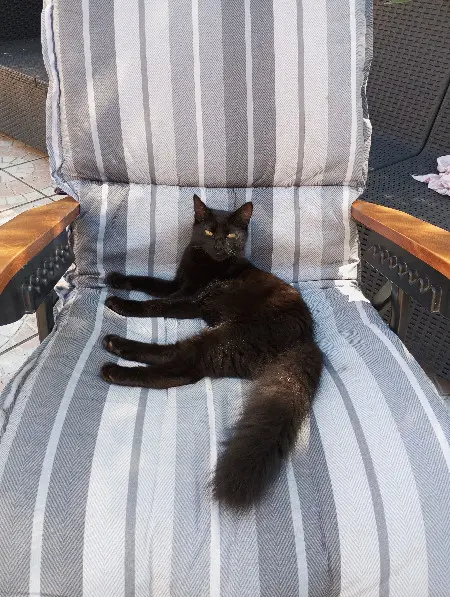 Chatte Perdue 44 Loire-Atlantique Chatte Perdue 44 Loire-Atlantique