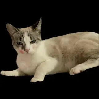 chatte lost   45150 Jargeau Autone