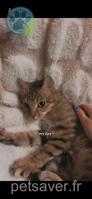 chatte lost   45770 Saran Ava
