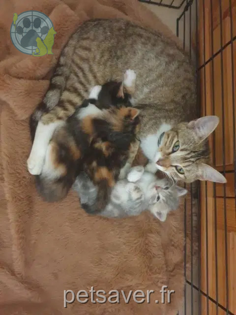 kat vermist 45290 Les Choux Ayden kat lost 45290 Les Choux Ayden