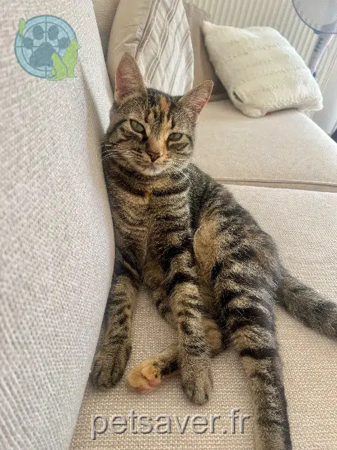 chatte lost 45110 Châteauneuf-sur-Loire Azalée