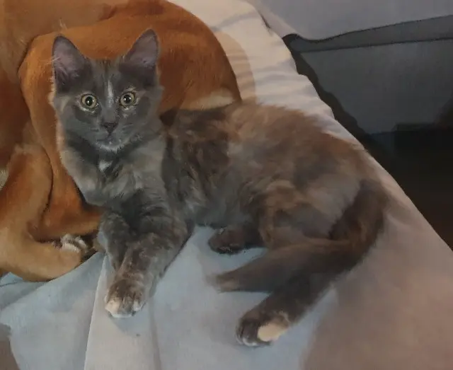 chatte lost   45260 Presnoy Badaboum