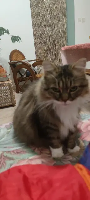 chatte lost   45510 Vienne-en-Val Baikale