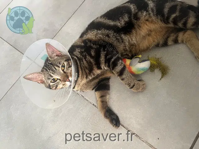 gatta lost   45290 Varennes-Changy Bella