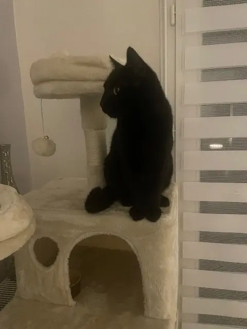 chatte lost   45140 Ormes Biboo