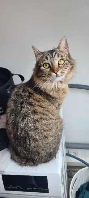 chatte lost   45500 Gien Biscotte