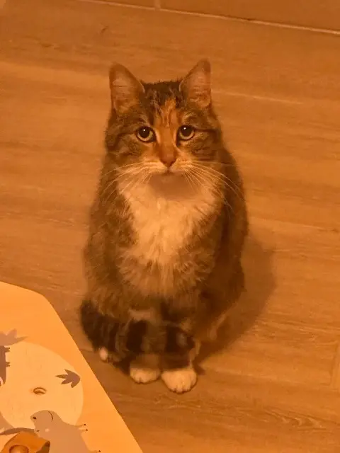 chatte lost   45310 Coinces Bouh