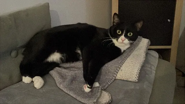 chatte lost   45380 Chaingy Chaussette