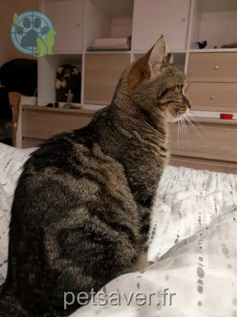 gatta lost   45290 Nogent-sur-Vernisson Chouquette
