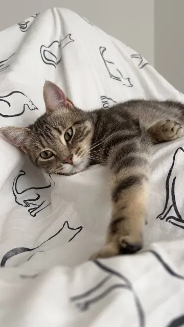 chatte lost   45380 La Chapelle-Saint-Mesmin Chouquette