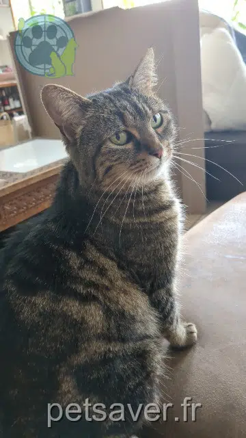 gatta lost   45290 Nogent-sur-Vernisson Chouquette