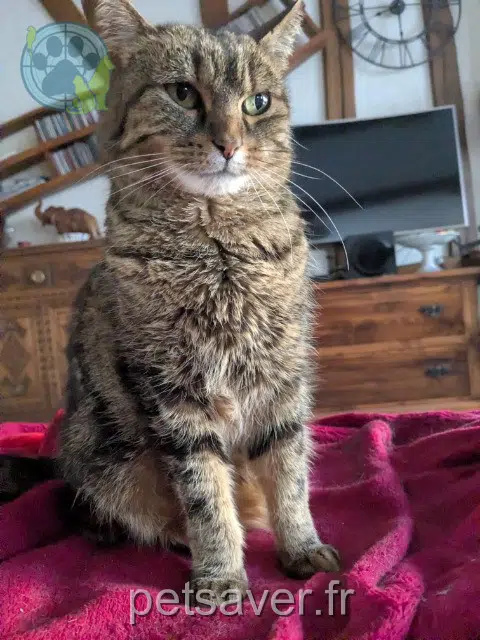 gatta lost   45290 Nogent-sur-Vernisson Chouquette