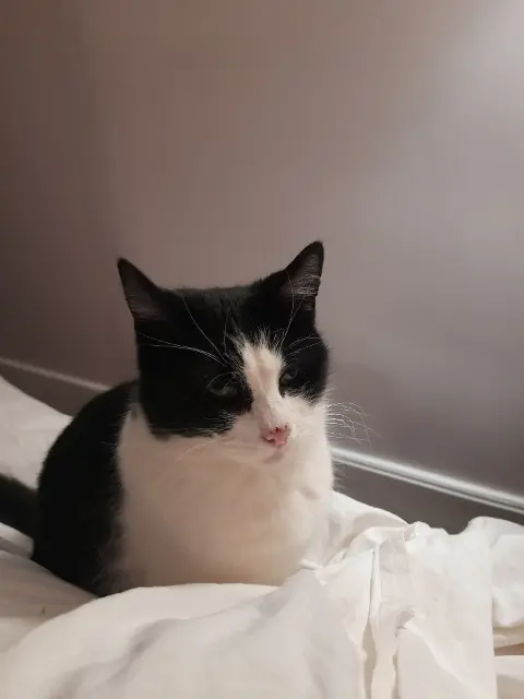 chatte lost   45250 Briare Coquillette
