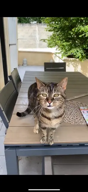 chatte lost   45490 Corbeilles Joy