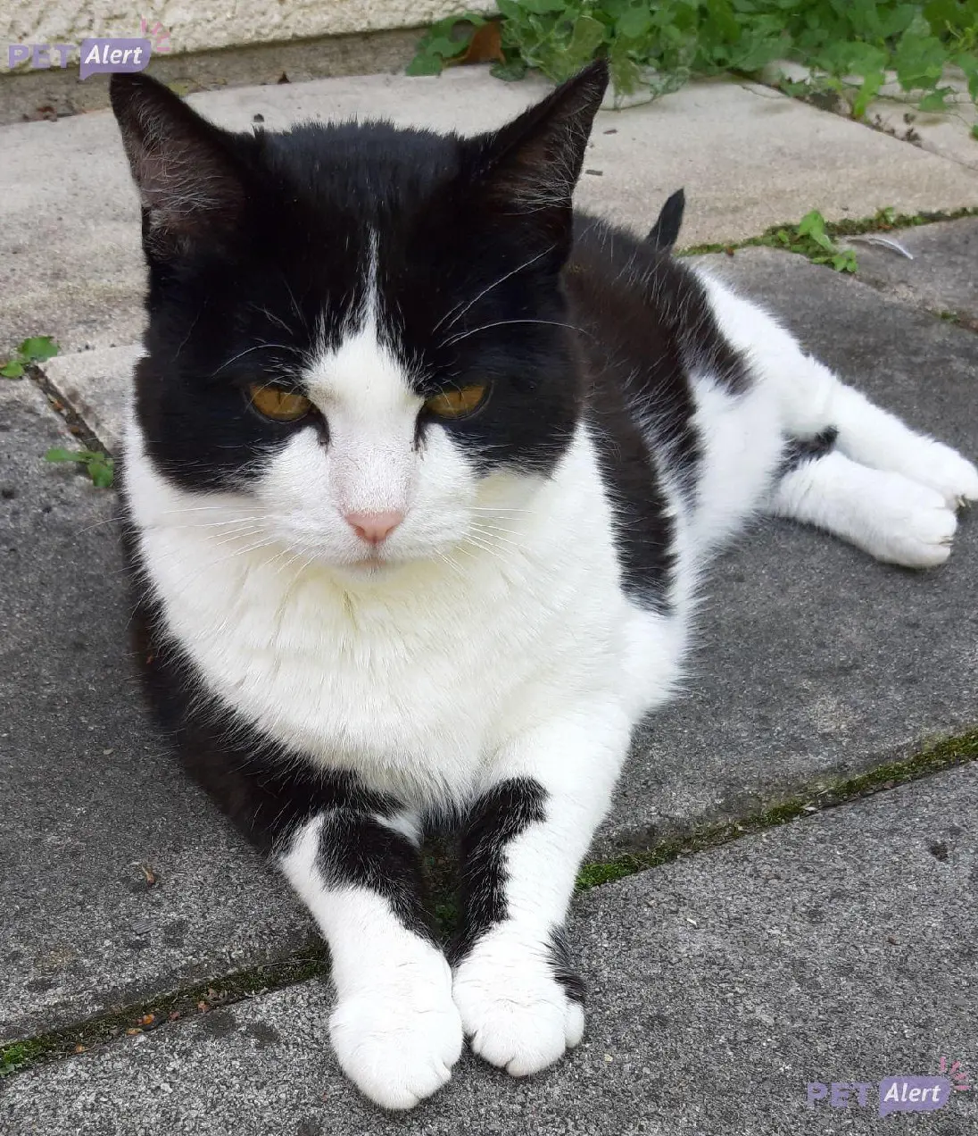 Chatte Perdue 45 Loiret - Domino Chatte Perdue 45 Loiret - Domino