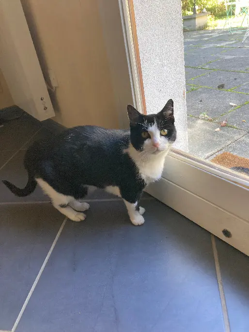 Chatte Perdue 45 Loiret - Domino Chatte Perdue 45 Loiret - Domino