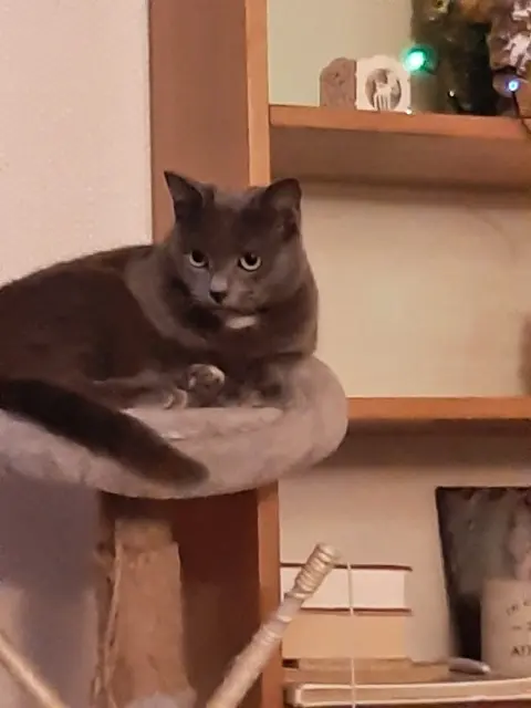 chatte lost   45230 Saint-Maurice-sur-Aveyron Fripouille