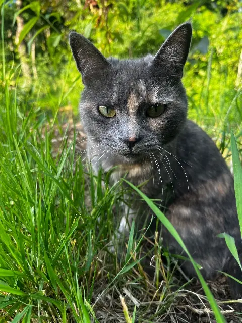 chatte lost   45140 Saint-Jean-de-la-Ruelle Grizzly