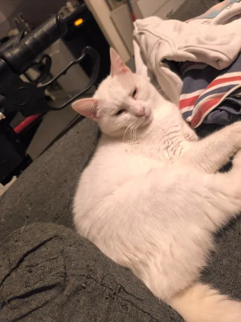 chatte lost   45170 Chilleurs-aux-Bois Izaly