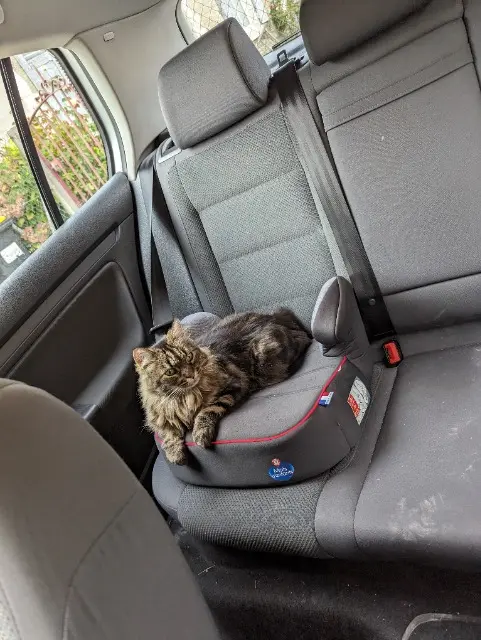 chatte lost   45130 Baule Janis