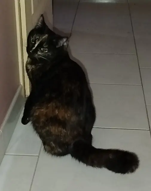 chatte lost   45380 La Chapelle-Saint-Mesmin Juliette