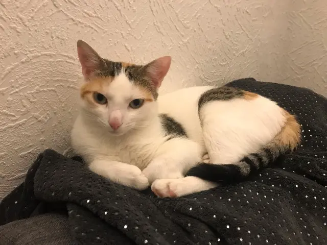 chatte lost   45310 Bricy Kali