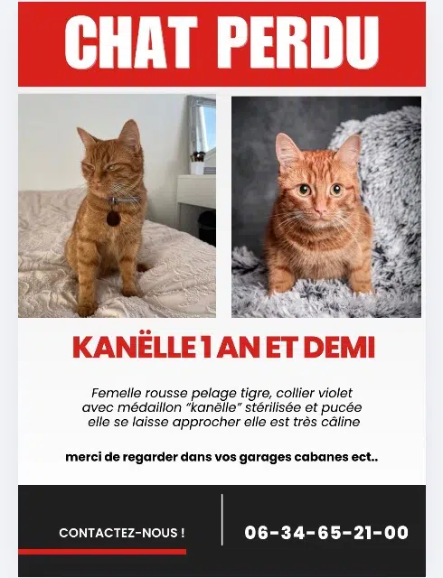 chatte lost   45140 Ormes Kanëlle
