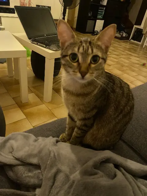 chatte lost   45380 La Chapelle-Saint-Mesmin Kira