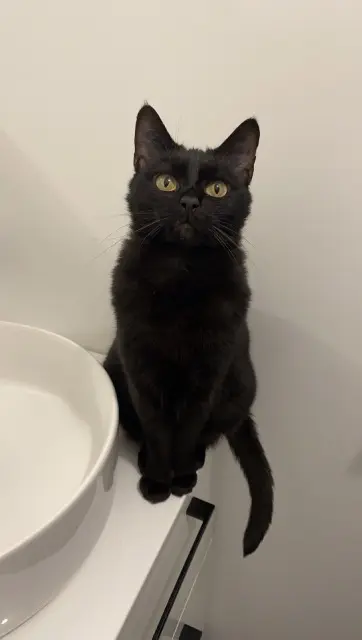 chatte lost   45650 Saint-Jean-le-Blanc Lina