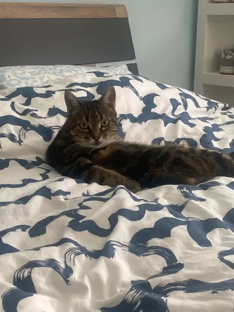 chatte lost   45140 Ingré Loocky