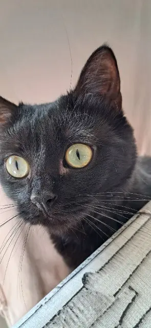 chatte lost   45470 Traînou Louna