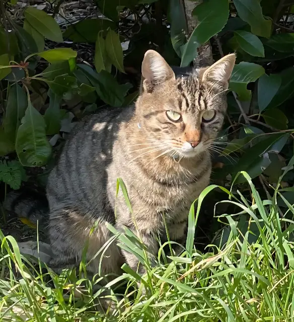 chatte lost   45160 Olivet Lune