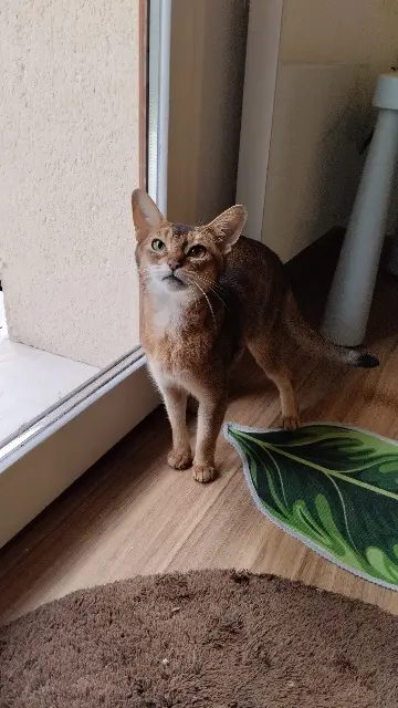 chatte lost   45510 Tigy Lutece