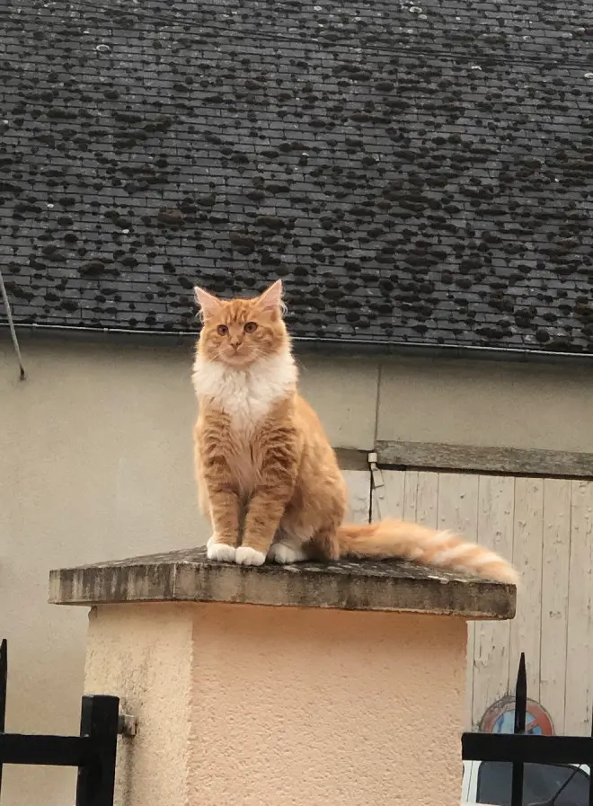 Chatte Perdue 45 Loiret - Mady Chatte Perdue 45 Loiret - Mady