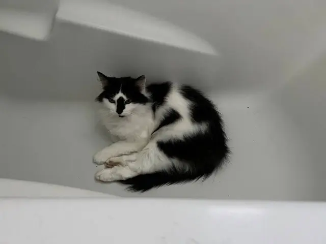 chatte lost   45570 Ouzouer-sur-Loire Mancha