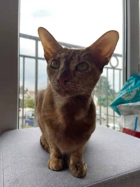chatte lost   45160 Olivet Masha