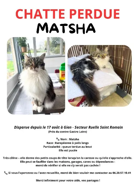 chatte lost   45500 Gien Matsha