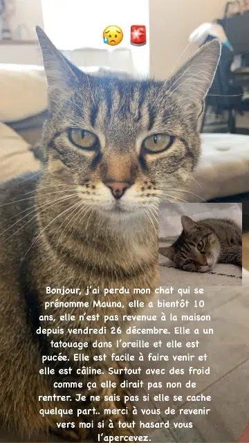 chatte lost   45340 Boiscommun Mauna