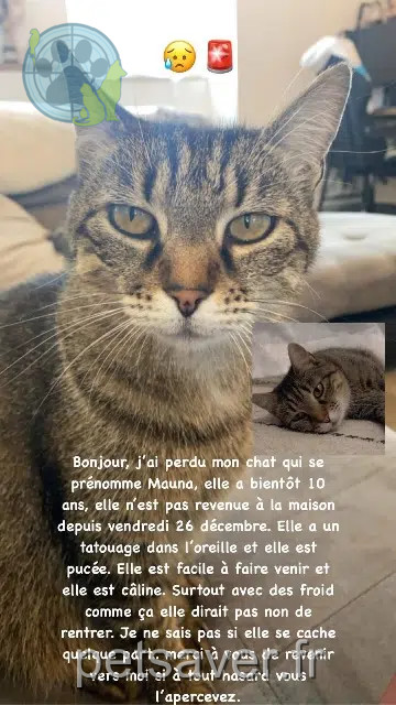 Katze vermisst 45340 Boiscommun Mauna Katze lost 45340 Boiscommun Mauna