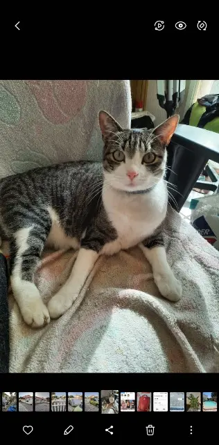 chatte lost   45410 Artenay Mia