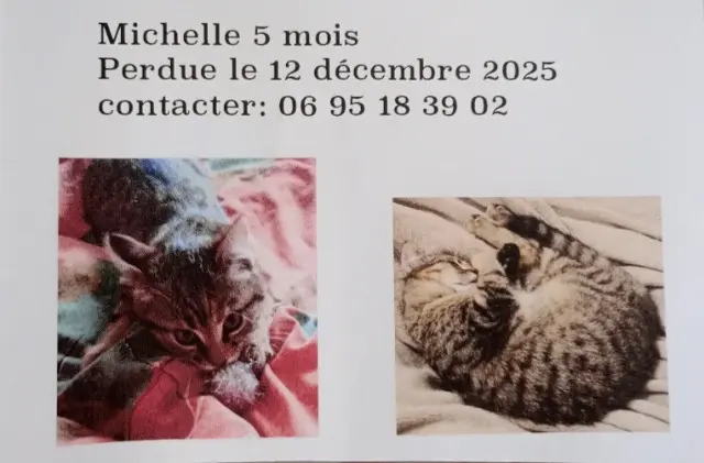 chatte lost   45200 Montargis Mimi