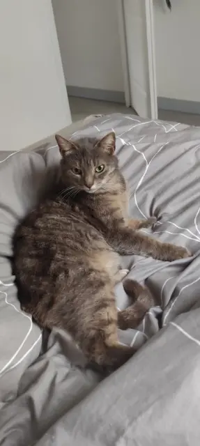 chatte lost   45320 Courtenay Mimie